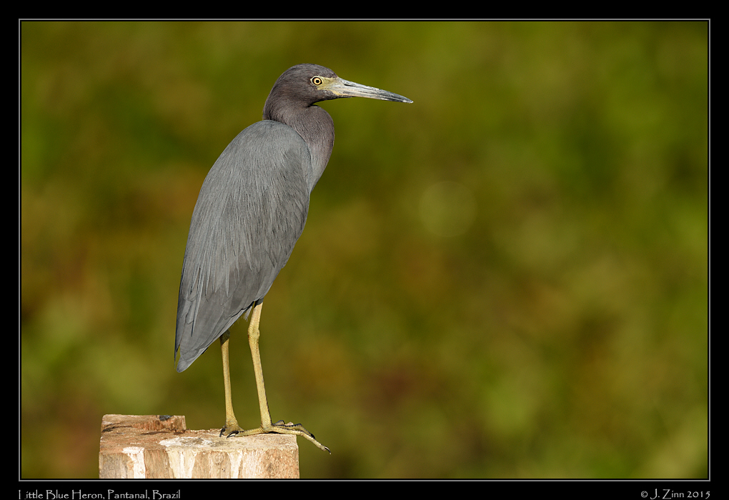 little_blue_heron_5134a