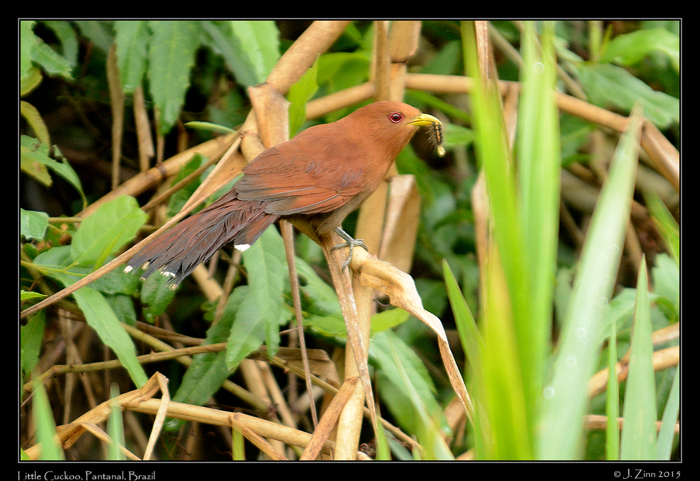 little_cuckoo_7594a
