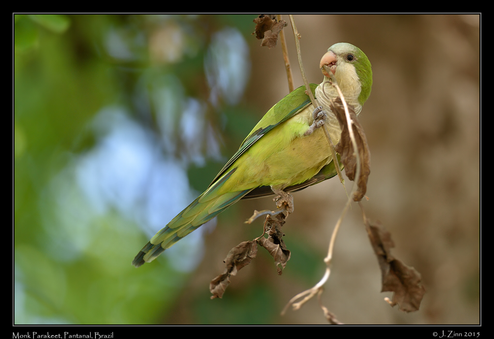 monk_parakeet_8849a