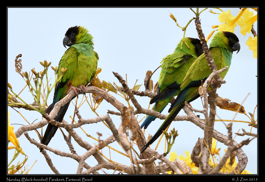 nanday_parakeet_7265a