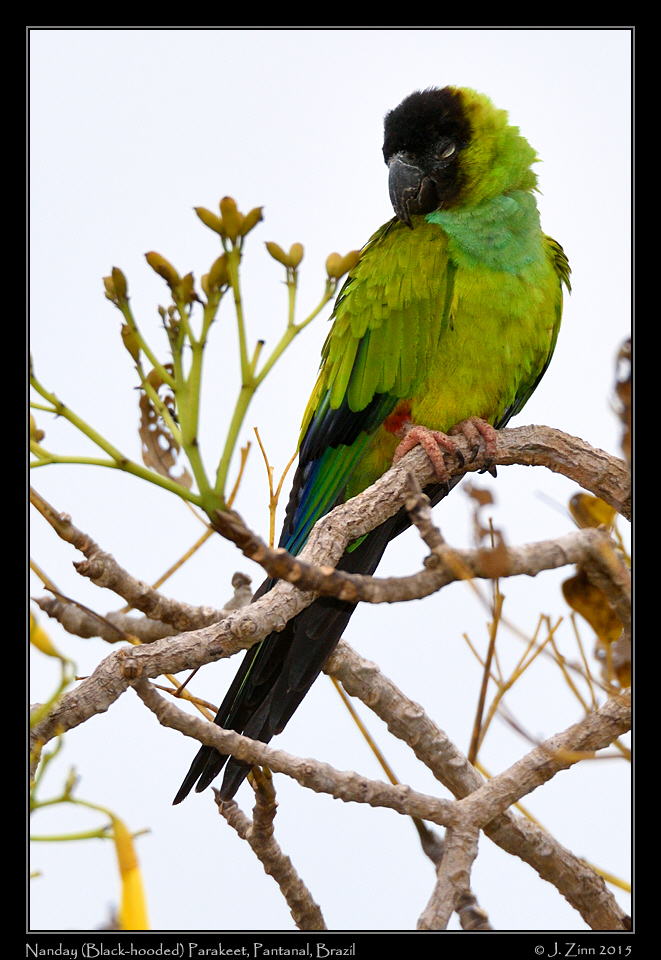 nanday_parakeet_7268a