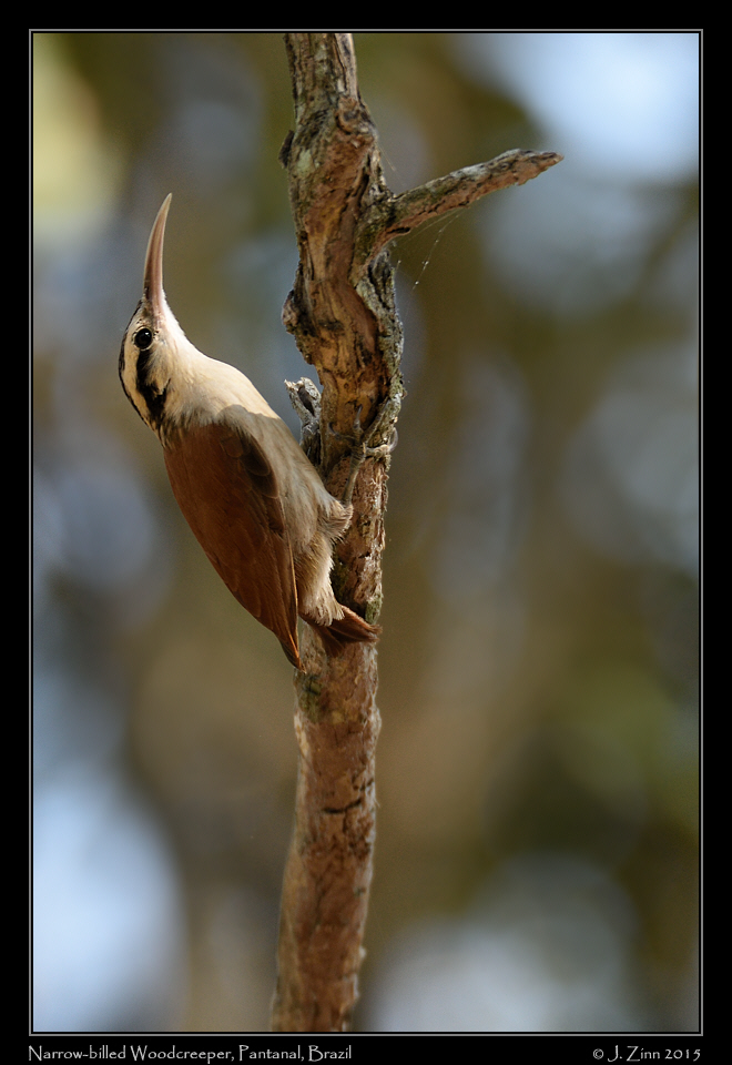 narrow_billed_woodcreeper_6648a