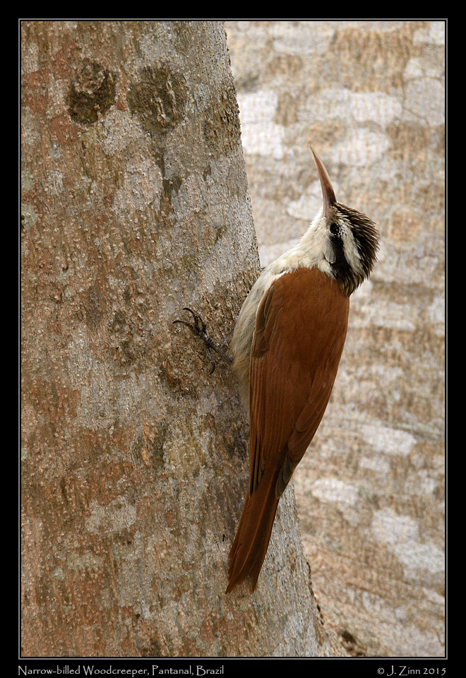 narrow_billed_woodcreeper_7348a