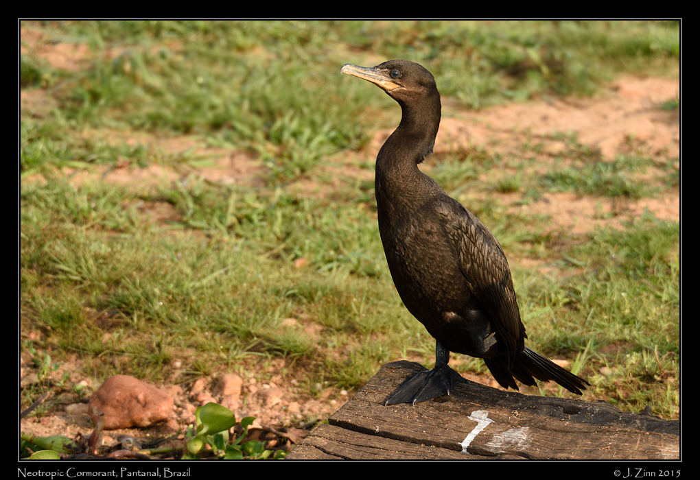 neotropic_cormorant_5051a