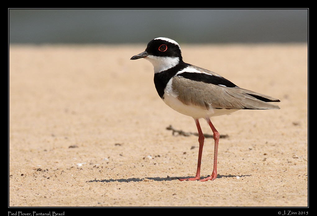pied_plover_8769a