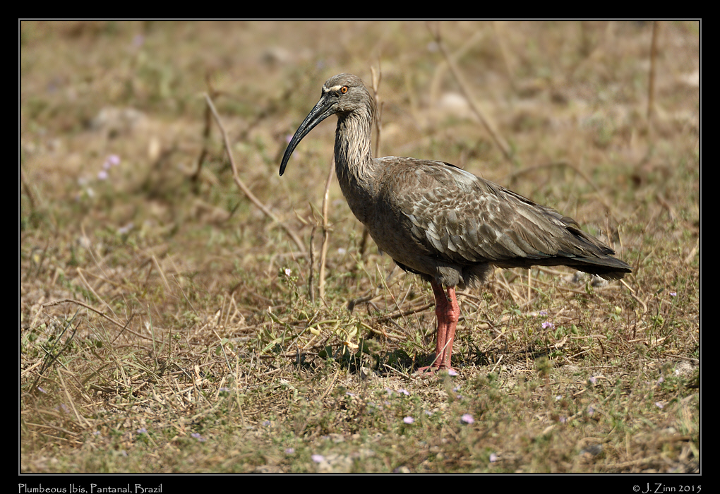 plumbeous_ibis_6607a