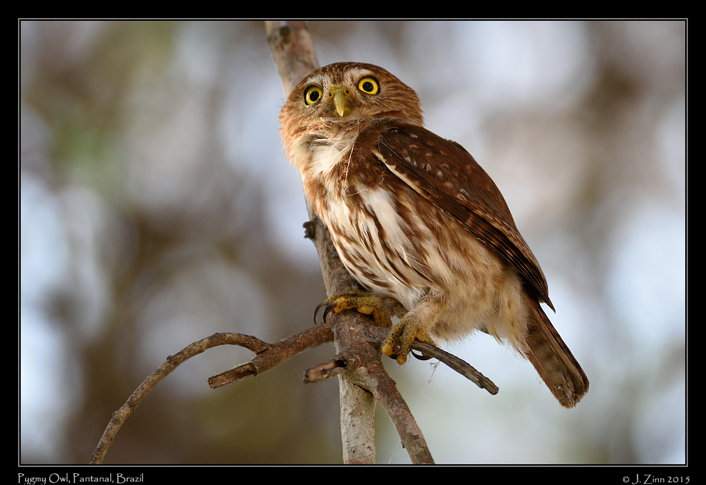 pygmy_owl_6342a
