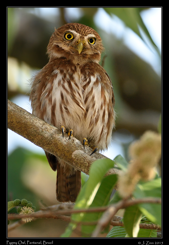 pygmy_owl_6376b