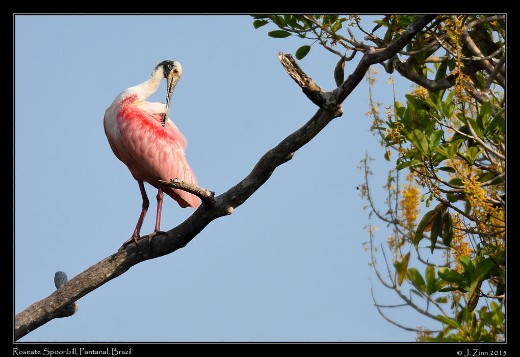 roseate_spoonbill_5149a
