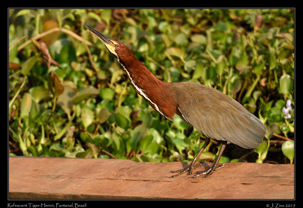 rufescent_tiger_heron_5078a