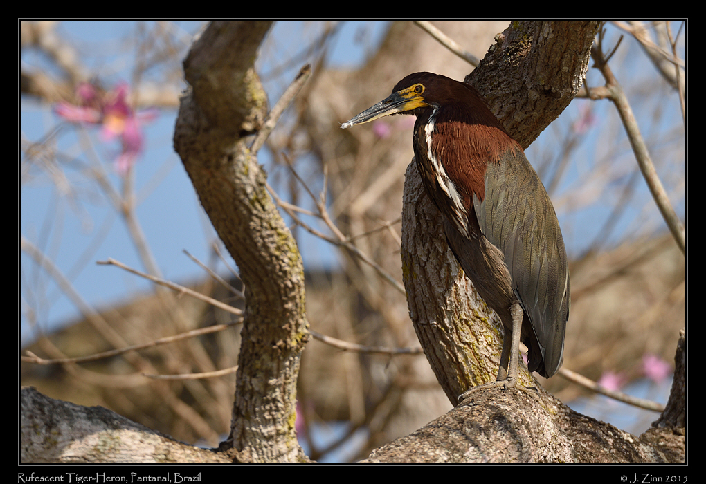 rufescent_tiger_heron_6413a