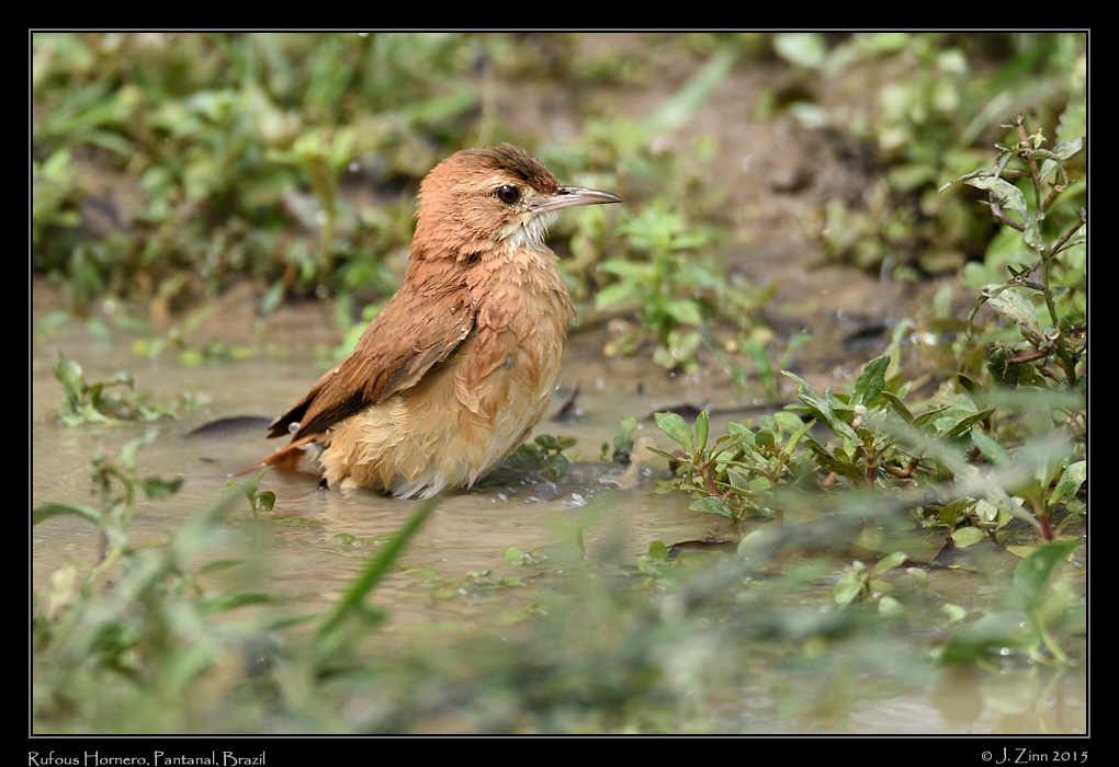 rufous_hornero_6890a