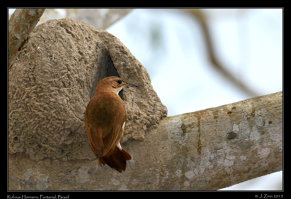 rufous_hornero_7300a