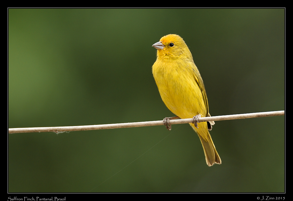 saffron_finch_7309a
