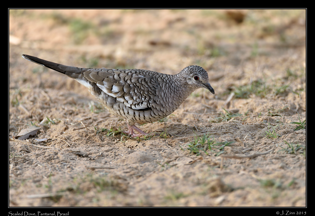 scaled_dove_6177a