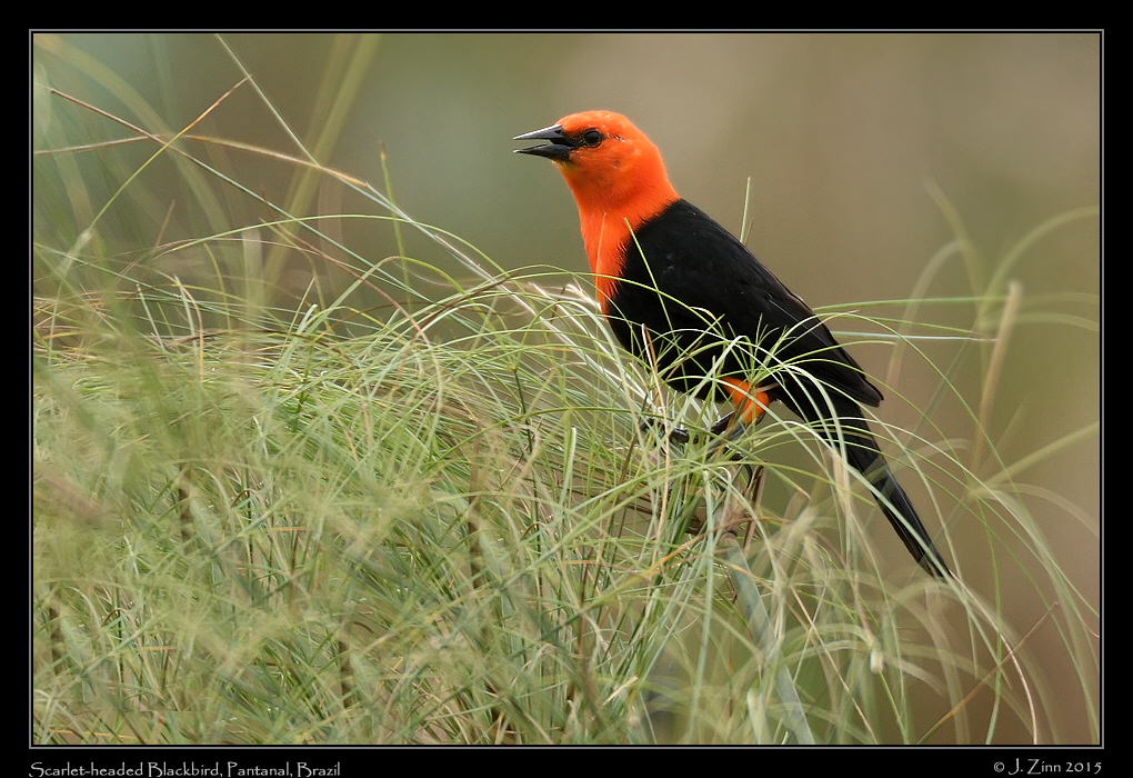 scarlet_headed_blackbird_7379a