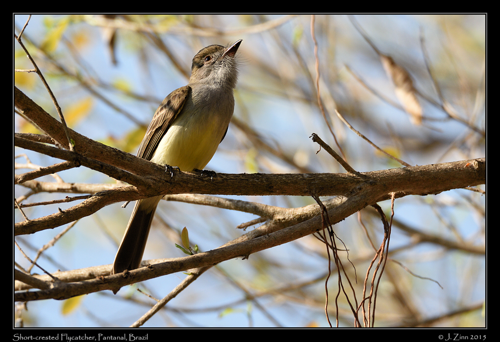 short_crested_flycatcher_6418a