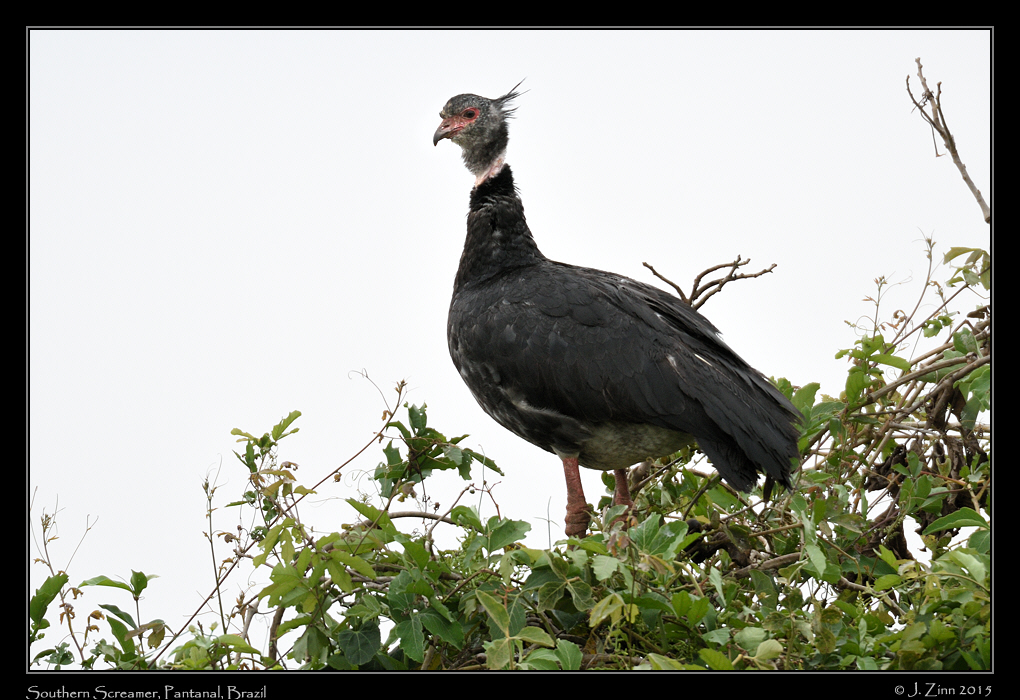 southern_screamer_7405a