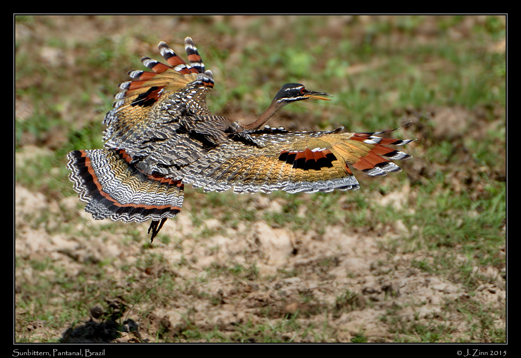 sunbittern_8910a