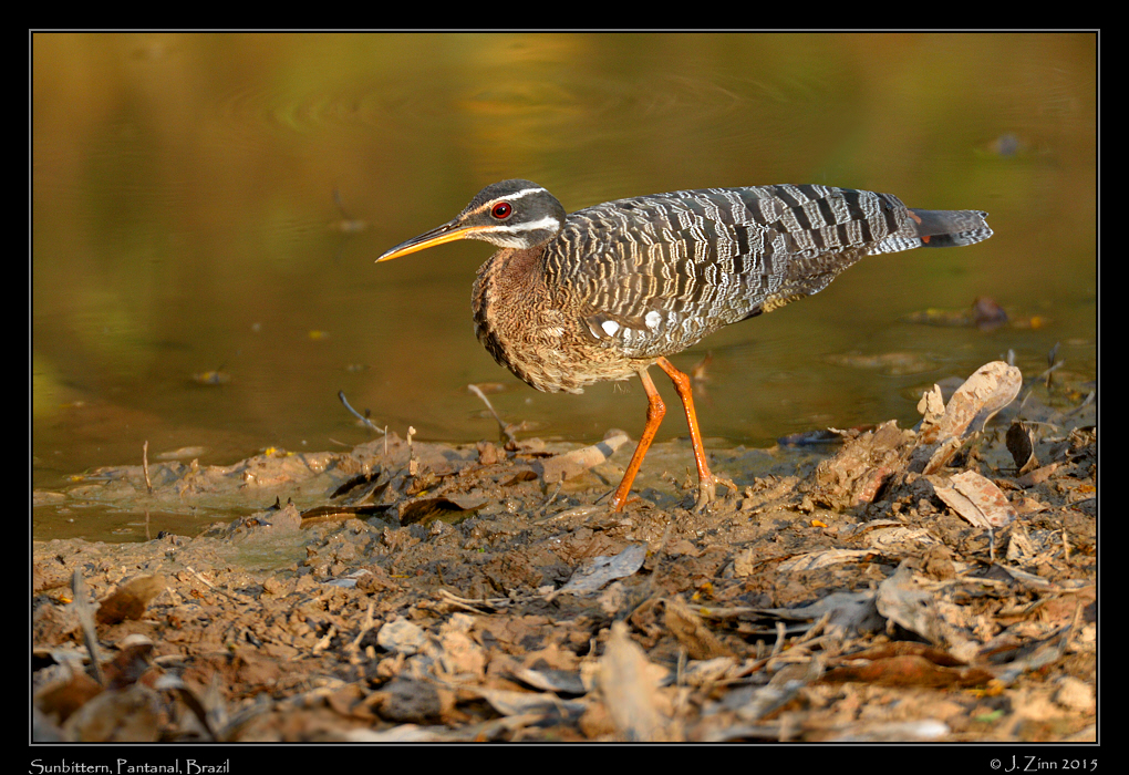 sunbittern_9774a