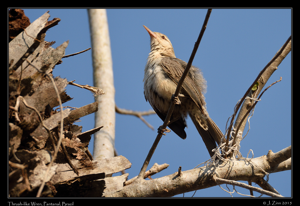 thrush_like_wren_6217a