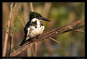  Amazon Kingfisher, Pantanal, Brazil � Janet Zinn 2015