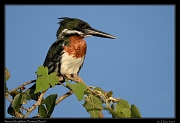  Amazon Kingfisher, Pantanal, Brazil � Janet Zinn 2015