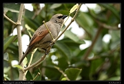  Bay-winged Cowbird, Pantanal, Brazil � Janet Zinn 2015