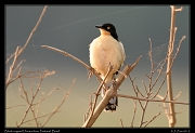  Black-capped Donacobius, Pantanal, Brazil � Janet Zinn 2015