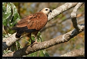  Black-collared Hawk, Pantanal, Brazil � Janet Zinn 2015