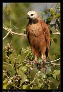  Black-collared Hawk, Pantanal, Brazil � Janet Zinn 2015