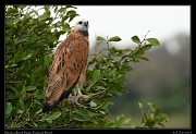  Black-collared Hawk, Pantanal, Brazil � Janet Zinn 2015
