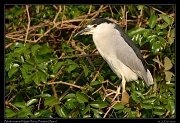  Black-crowned Night Heron, Pantanal, Brazil � Janet Zinn 2015