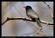  Black-fronted Nunbird, Pantanal, Brazil � Janet Zinn 2015
