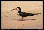  Black Skimmer, Pantanal, Brazil � Janet Zinn 2015