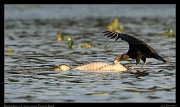  Black Vulture on Caiman carcass, Pantanal, Brazil � Janet Zinn 2015