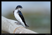  Blue-and-white Swallow, Pantanal, Brazil � Janet Zinn 2015