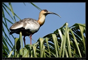  Buff-necked Ibis, Pantanal, Brazil � Janet Zinn 2015