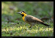  Campo Flicker, Pantanal, Brazil � Janet Zinn 2015