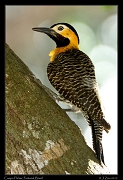  Campo Flicker, Pantanal, Brazil � Janet Zinn 2015