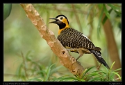  Campo Flicker, Pantanal, Brazil � Janet Zinn 2015