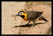  Campo Flicker, Pantanal, Brazil � Janet Zinn 2015