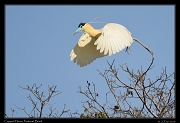  Capped Heron, Pantanal, Brazil � Janet Zinn 2015