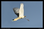  Capped Heron, Pantanal, Brazil � Janet Zinn 2015