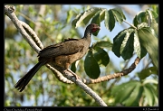  Chaco Chachalaca, Pantanal, Brazil � Janet Zinn 2015