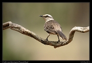  Chalk-browed Mockingbird, Pantanal, Brazil � Janet Zinn 2015