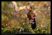  Chestnut-bellied Guan, Pantanal, Brazil � Janet Zinn 2015