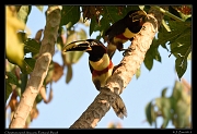  Chestnut-eared Aracaris, Pantanal, Brazil � Janet Zinn 2015