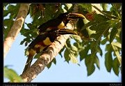  Chestnut-eared Aracaries, Pantanal, Brazil � Janet Zinn 2015