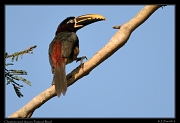  Chestnut-eared Aracari, Pantanal, Brazil � Janet Zinn 2015